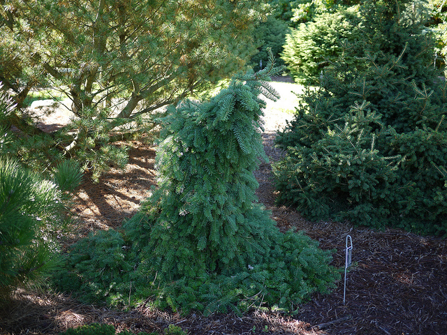 Abies procera