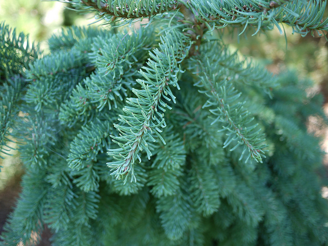 Abies procera