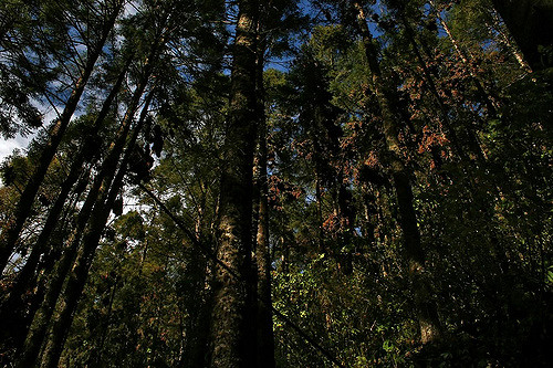 Abies religiosa (Abies religiosa)