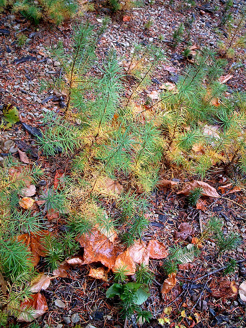 Sapin de sakhaline