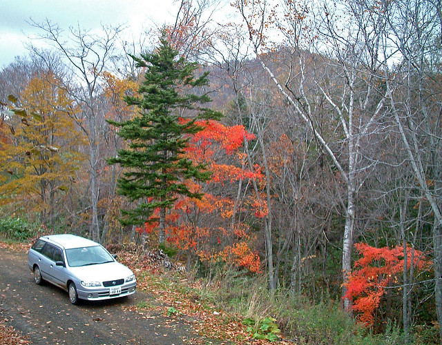 Sapin de sakhaline
