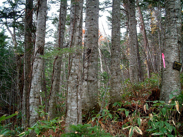Sapin de sakhaline