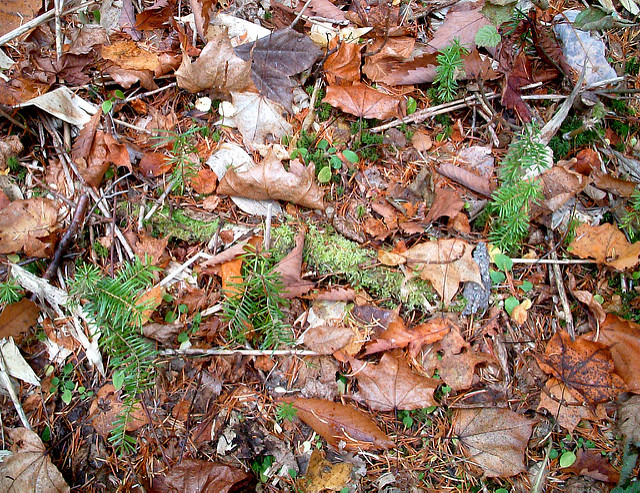 Sapin de sakhaline (Abies sachalinensis)