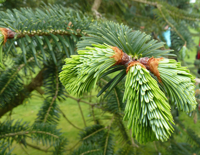 Abies spectabilis