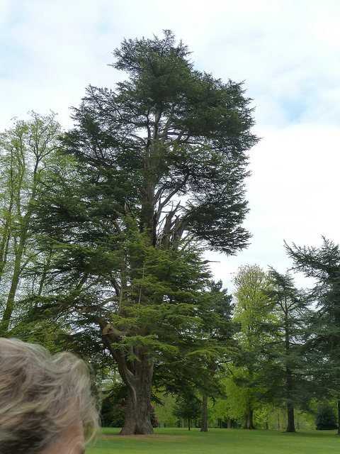 Abies spectabilis