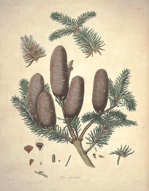 Abies spectabilis