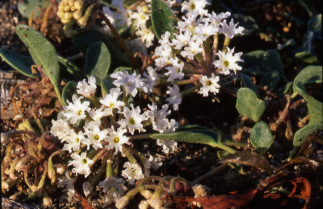 Abronia ammophila