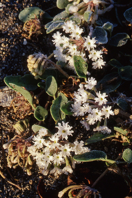 Abronia ammophila