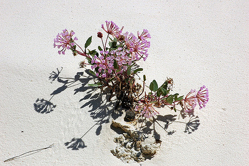 Abronia angustifolia