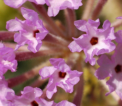 Abronia angustifolia