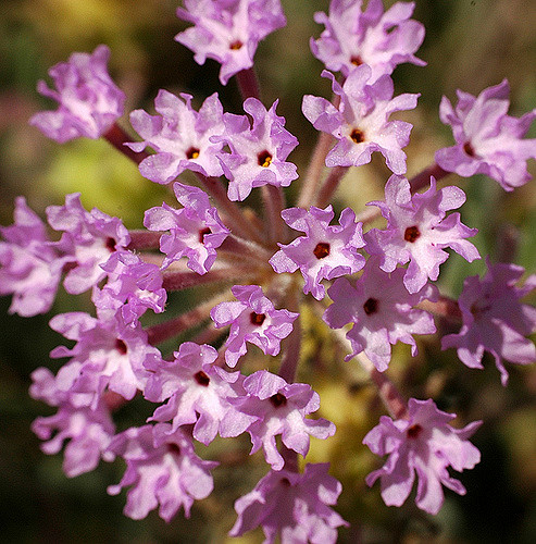 Abronia angustifolia