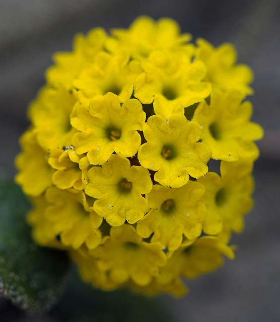 Abronia latifolia (Abronia latifolia)