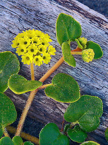Abronia latifolia