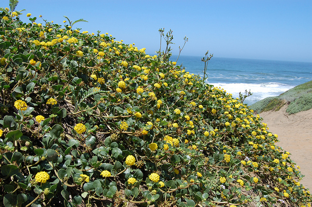 Abronia latifolia