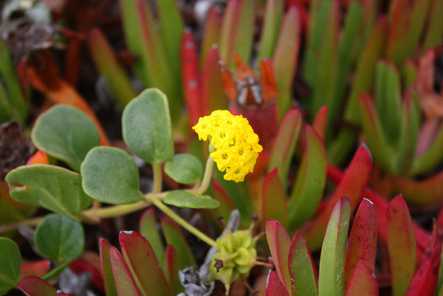 Abronia latifolia