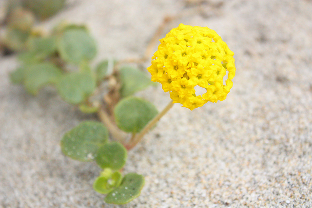 Abronia latifolia