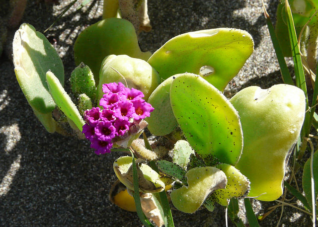 Abronia maritima