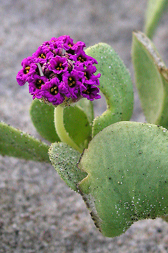 Abronia maritima