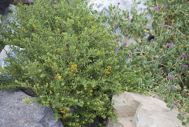 Abronia maritima