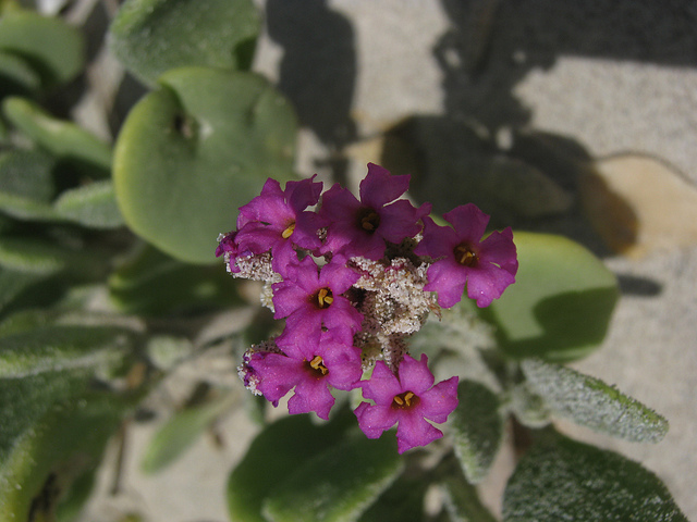 Abronia maritima