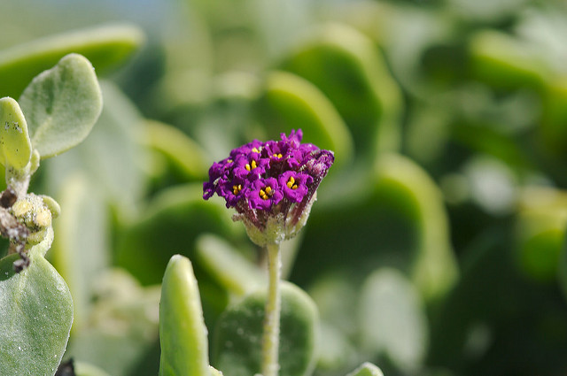 Abronia maritima (Abronia maritima)