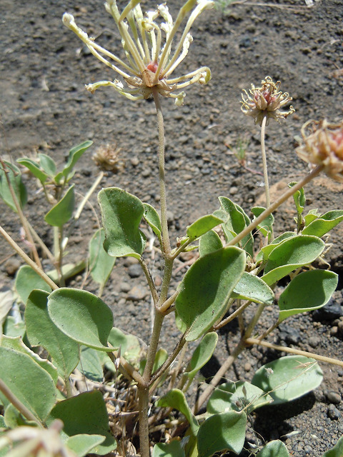 Abronia mellifera