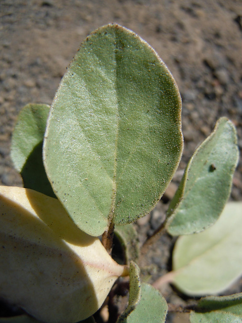 Abronia mellifera