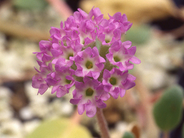 Abronia umbellata