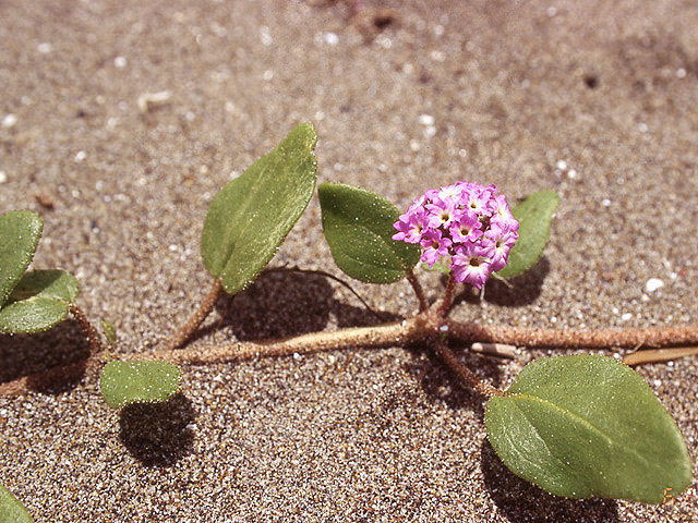 Abronia umbellata