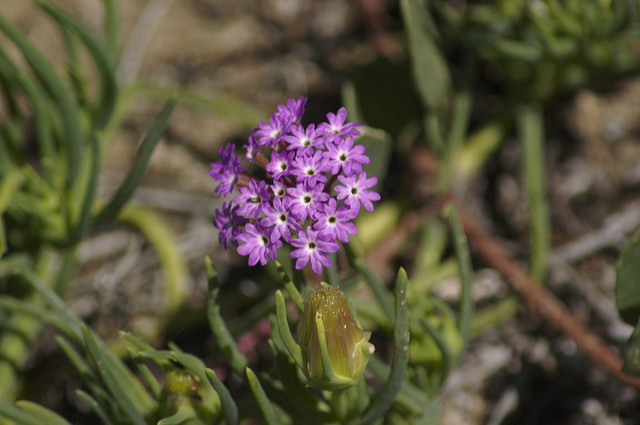 Abronia umbellata