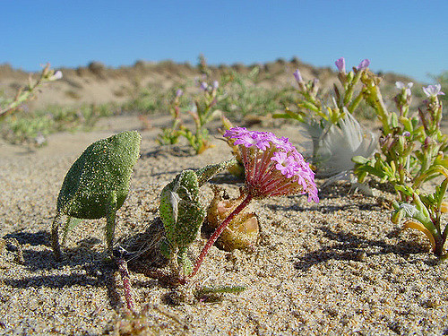 Abronia umbellata