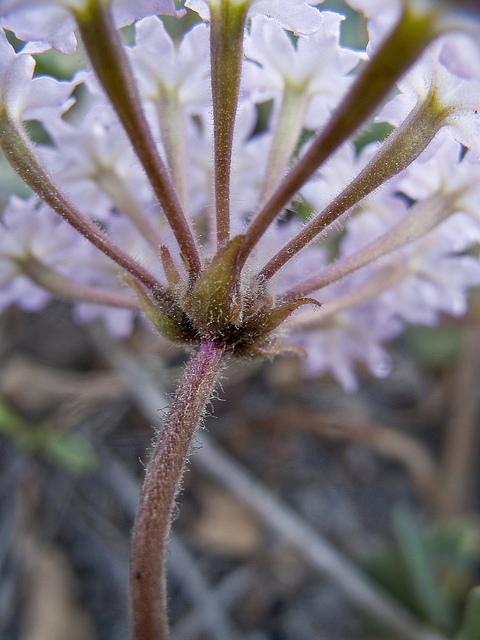 Abronia umbellata