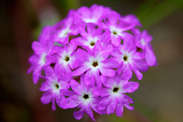 Abronia umbellata (Abronia umbellata)