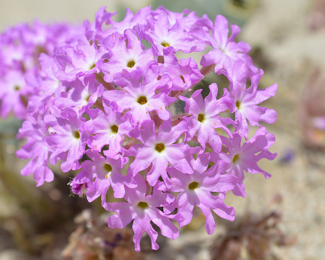 Abronia villosa