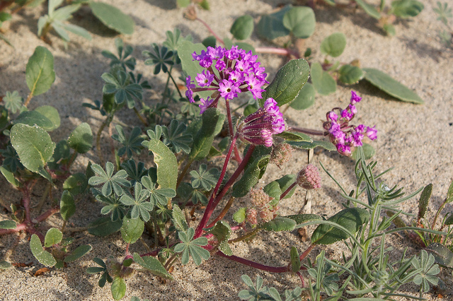 Abronia villosa