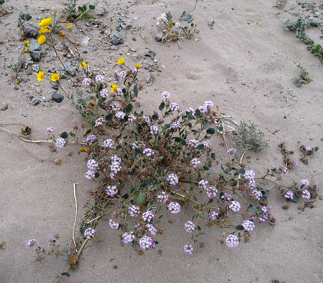 Abronia villosa