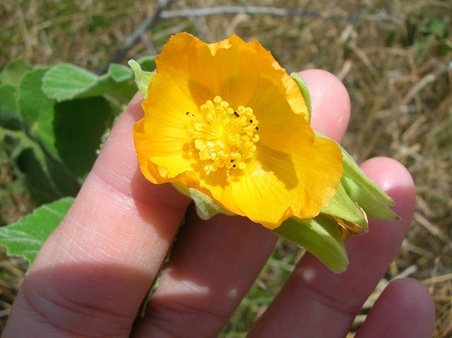 Abutilon grandifolium