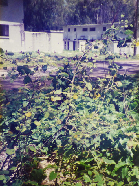 Abutilon grandifolium