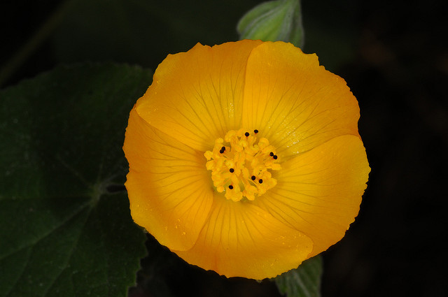Abutilon grandifolium (Abutilon grandifolium)