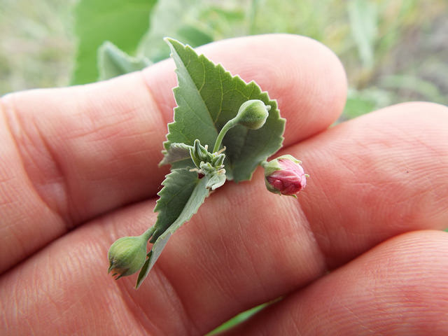 Abutilon incanum
