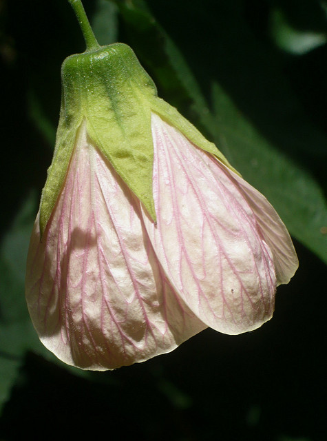 Abutilon pictum