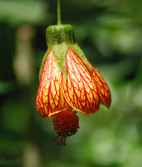 Abutilon pictum