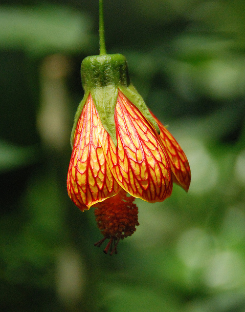 Abutilon pictum