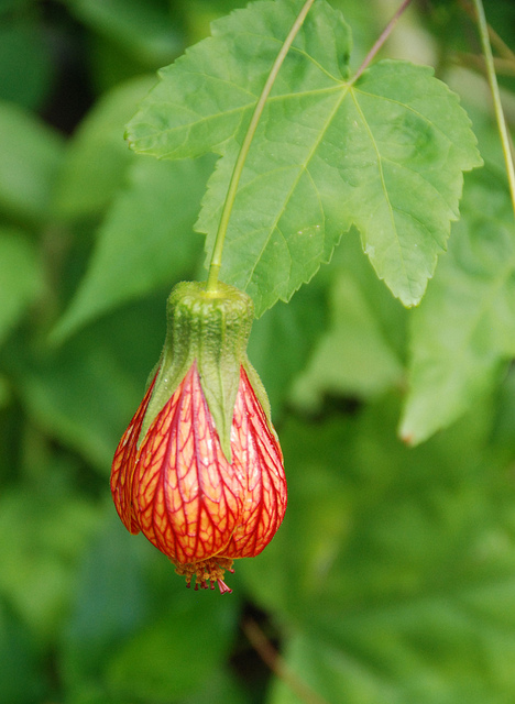 Abutilon pictum
