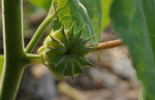 Abutilon à pétales jaunes (Abutilon theophrasti)