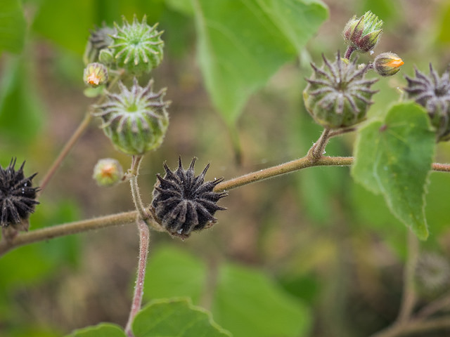 Abutilon à pétales jaunes