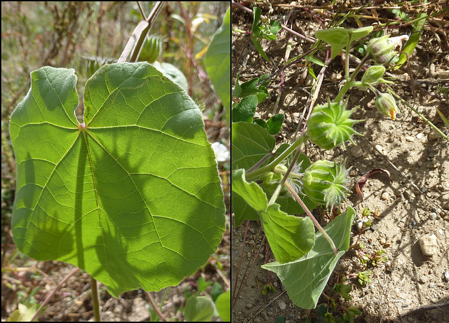 Abutilon à pétales jaunes