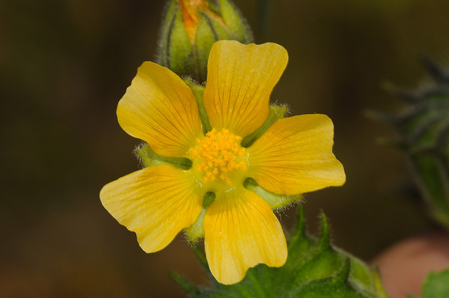Abutilon à pétales jaunes