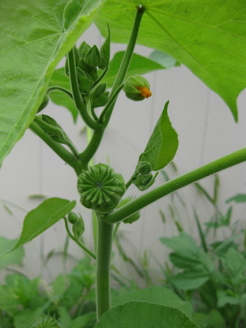 Abutilon à pétales jaunes