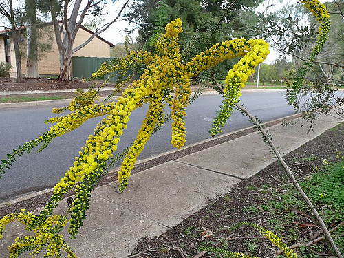 Acacia acinacea